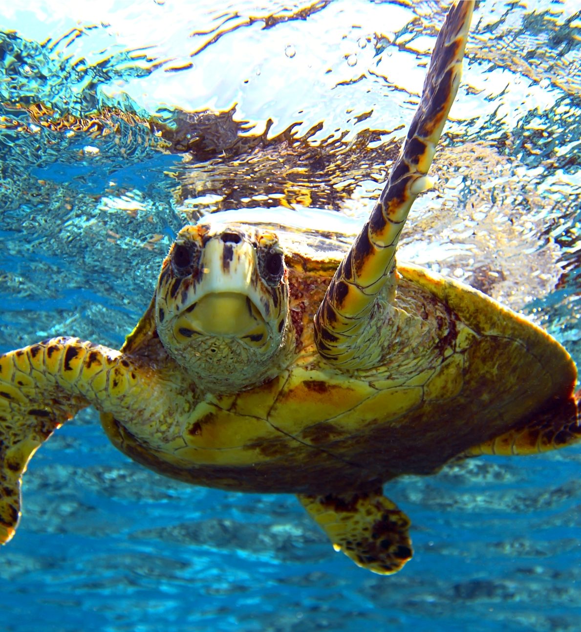Protect the Ocean - sea turtle